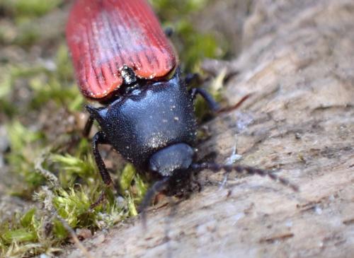 Réf. 317 567 : Ampedus sanguineus